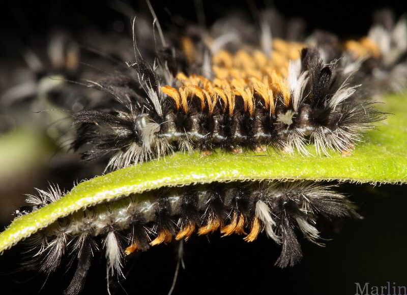 Milkweed Tussock Moth Caterpillars