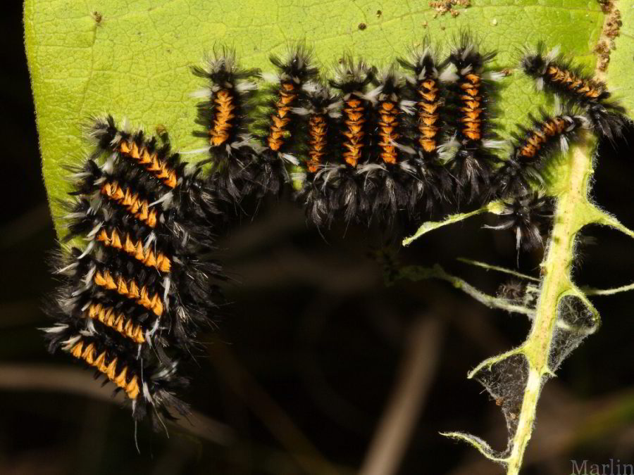 Milkweed Tussock Moth Caterpillars