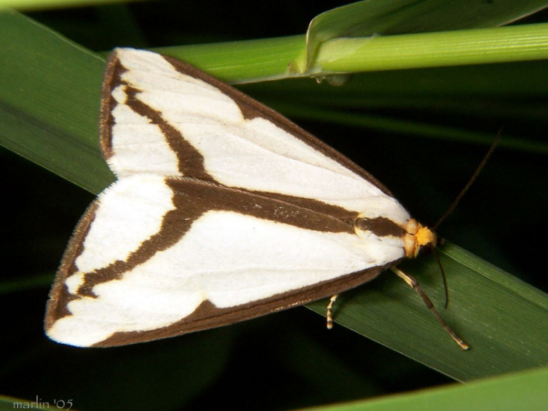 Haploa Moth - Haploa lecontei