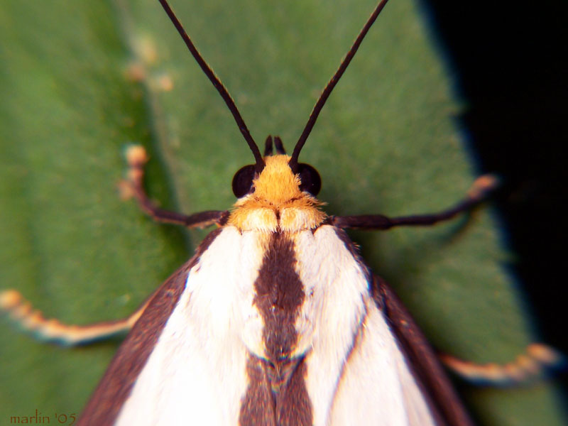 Haploa Moth - Haploa lecontei