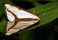 Haploa Moth