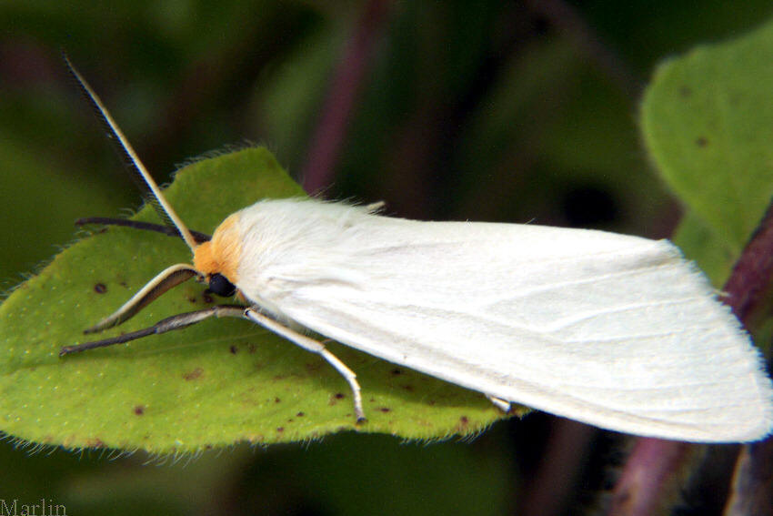 Oregon Cycnia Moth