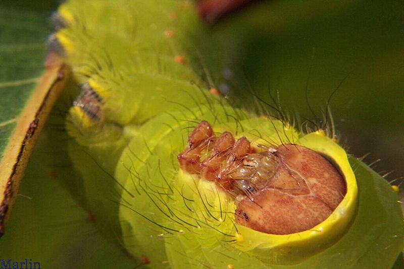 polyphemus moth caterpillar