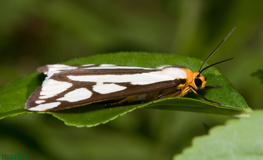 Reversed Haploa Moth