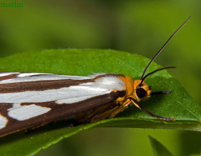 Reversed Haploa Moth