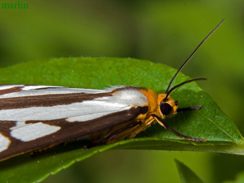 Reversed Haploa Moth
