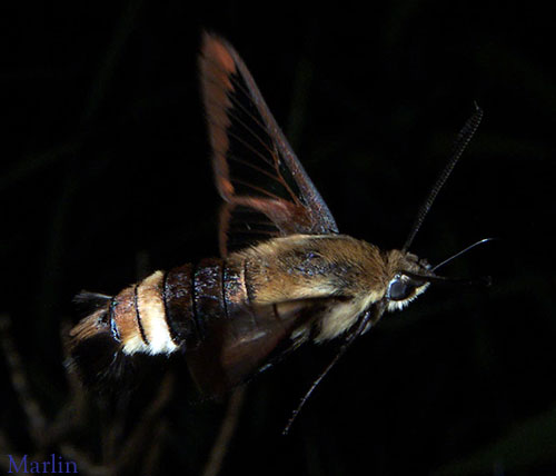 Snowberry Clearwing Moth