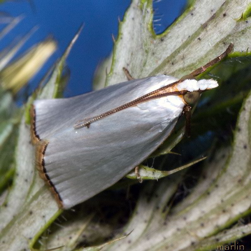 Snowy Urola Moth