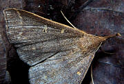 Sober Renia Moth - Renia soberialis