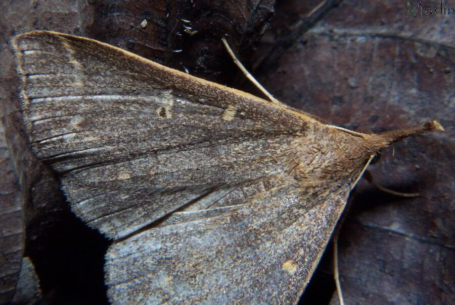 Sober Renia Moth