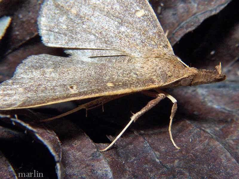 Sober Renia Moth