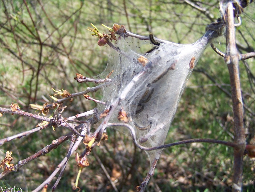 tent caterpillar