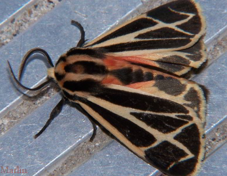 Harnessed Tiger Moth