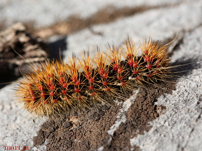 tiger moth caterpillar