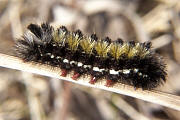 Virginia Ctenuchid Moth Caterpillar