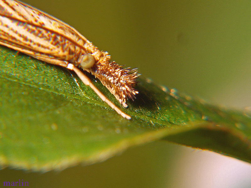 Vagabond Crambus Moth, head detail