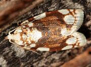 White-spotted Leafroller