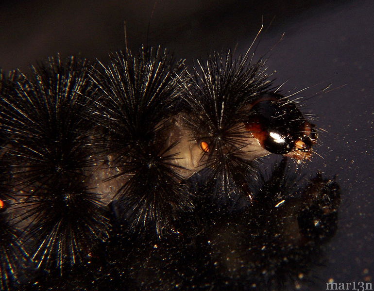 Banded Woolly Bear Caterpillar