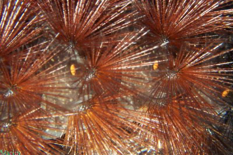 woolly bear caterpillars woolly bear caterpillars
