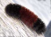 Woolly Bear Caterpillar