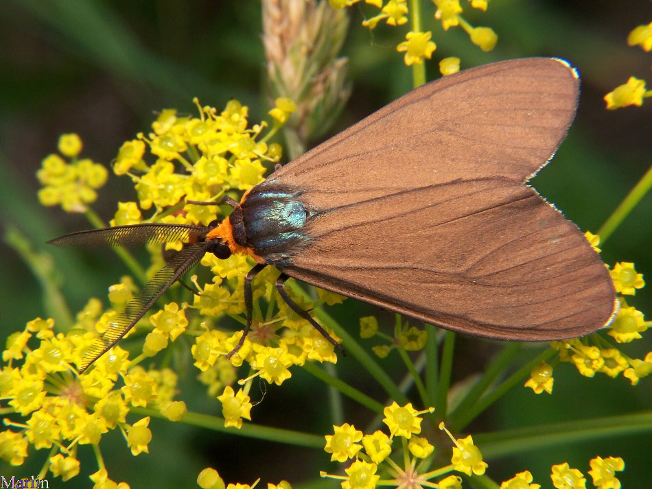 Virginia Ctenucha Moth
