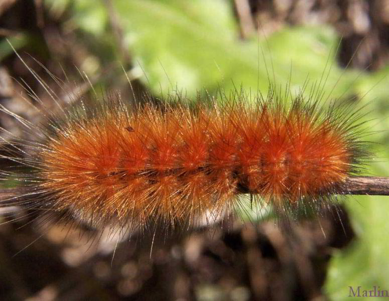 Yellow Bear Caterpillar