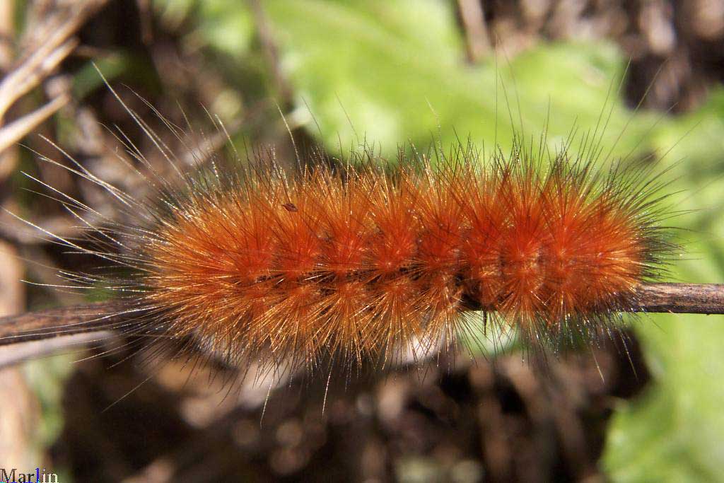 Yellow Bear Caterpillar