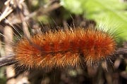 Yellow Bear Caterpillar