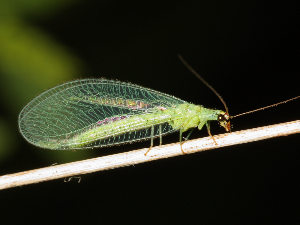 Green Lacewing