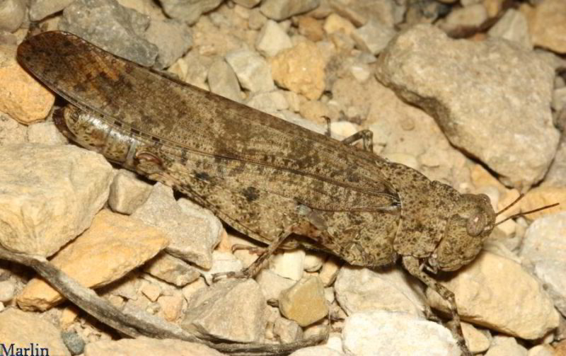 Carolina Grasshopper - Dissosteira carolina 