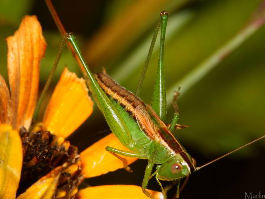 Green Katydid Bug