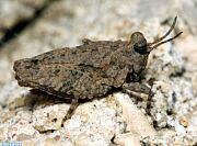 Hooded Grouse Locust - Paratettix cucullatus