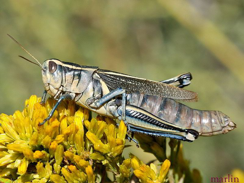 Two-striped Grasshopper - Melanoplus bivittatus. This is an egg-laden female.
