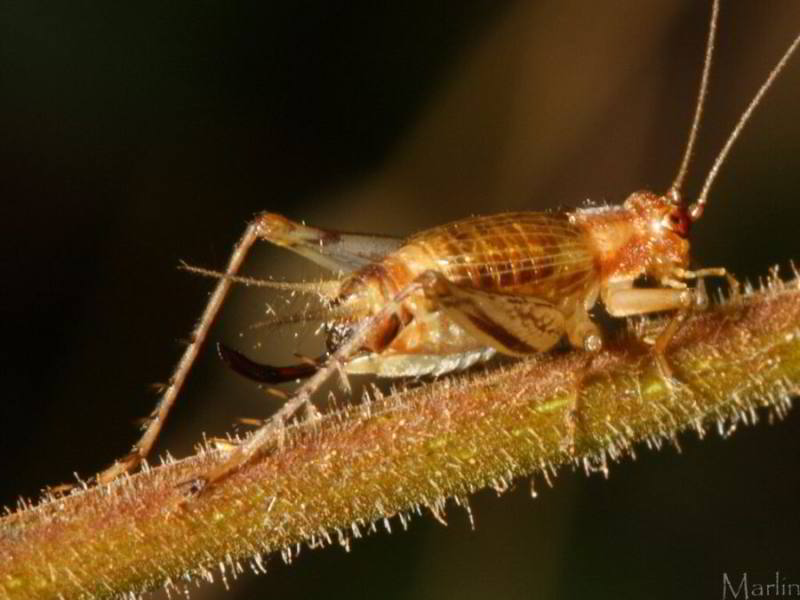 Say's Trig Female