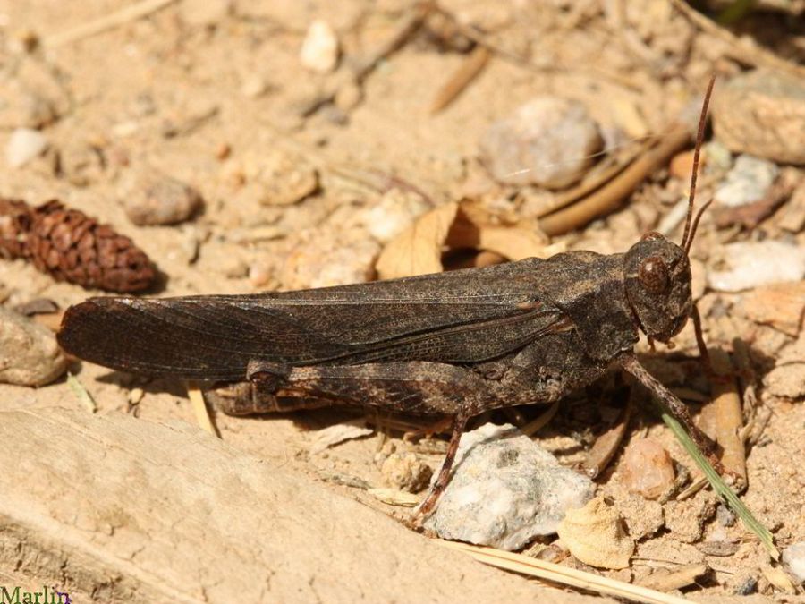 Crackling Forest Grasshopper - Trimerotropis verraculata