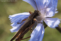 Grasshopper eating Chicory Pollen