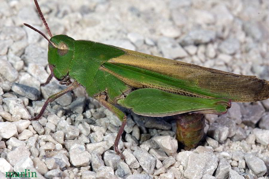 Northern Green-striped Grasshopper egg-laying