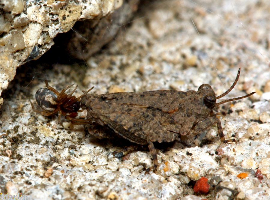 Hooded Grouse Locust - Paratettix cucullatus
