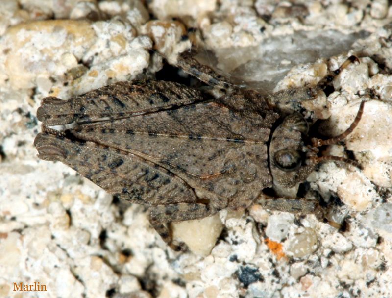 Hooded Grouse Locust - Paratettix cucullatus
