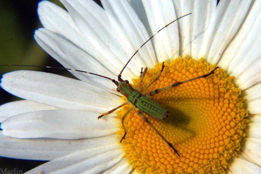 Bush Katydid Nymph