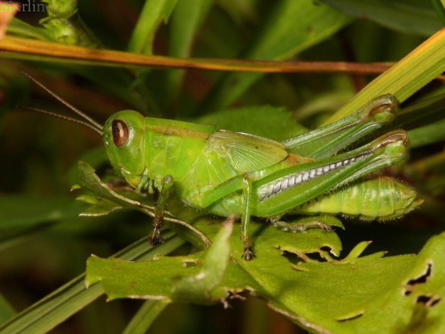 Two-Striped Grasshopper - Melanoplus bivittatus