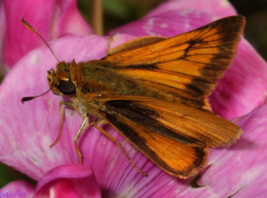 Delaware Skipper - Anatrytone logan