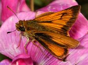 Delaware Skipper