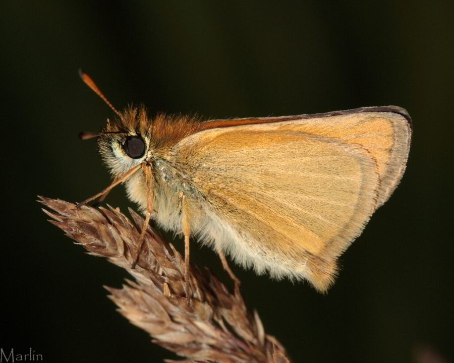European Skipper