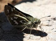 Juba Skipper - Hesperia juba