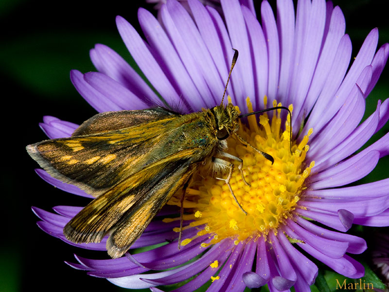 Peck's Skipper Butterfly on New England Aster