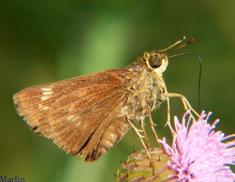 Little Glassywing Skipper