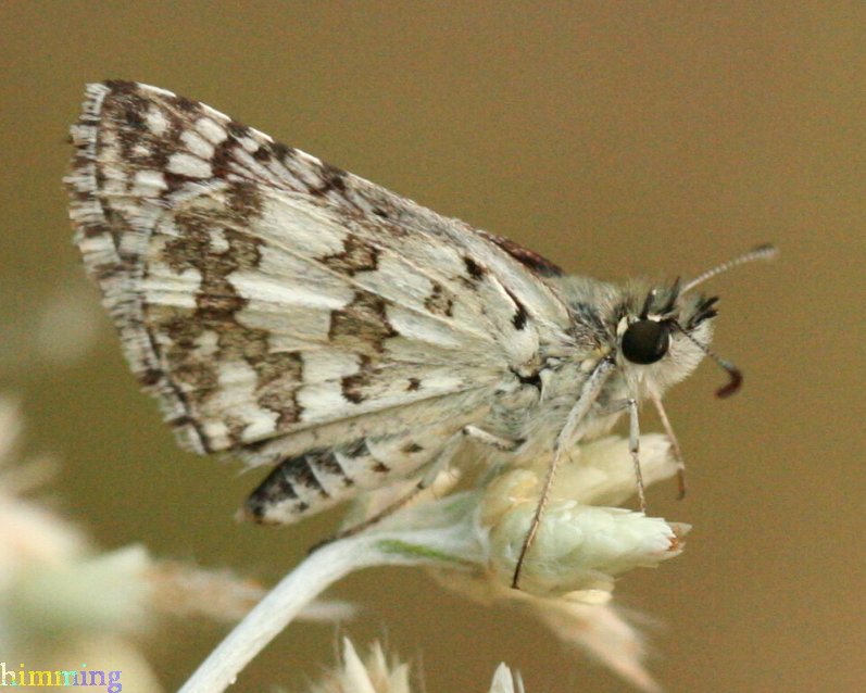 Checkered Skipper