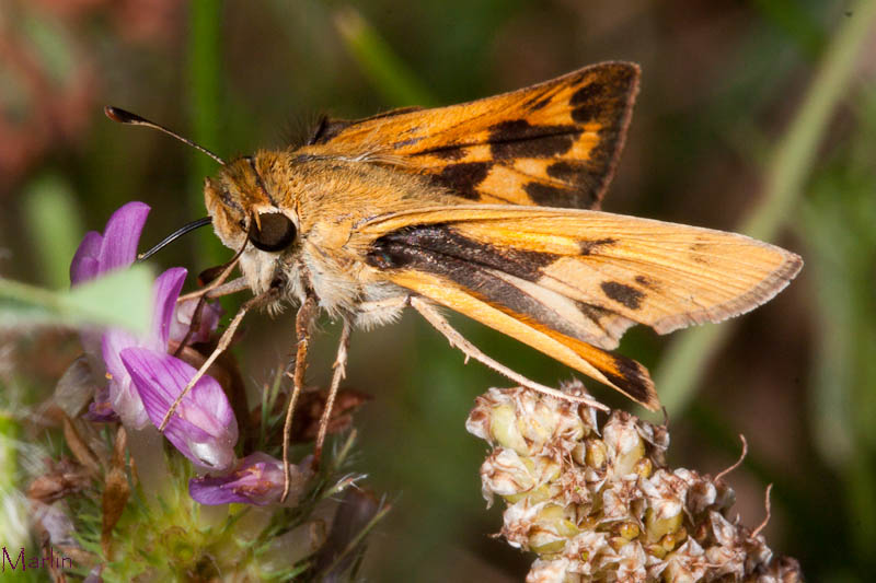 Fiery Skipper Butterfly