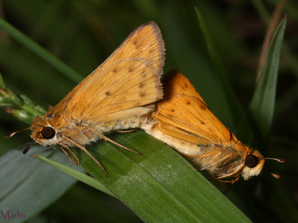 Fiery Skipper Butterflies Mating